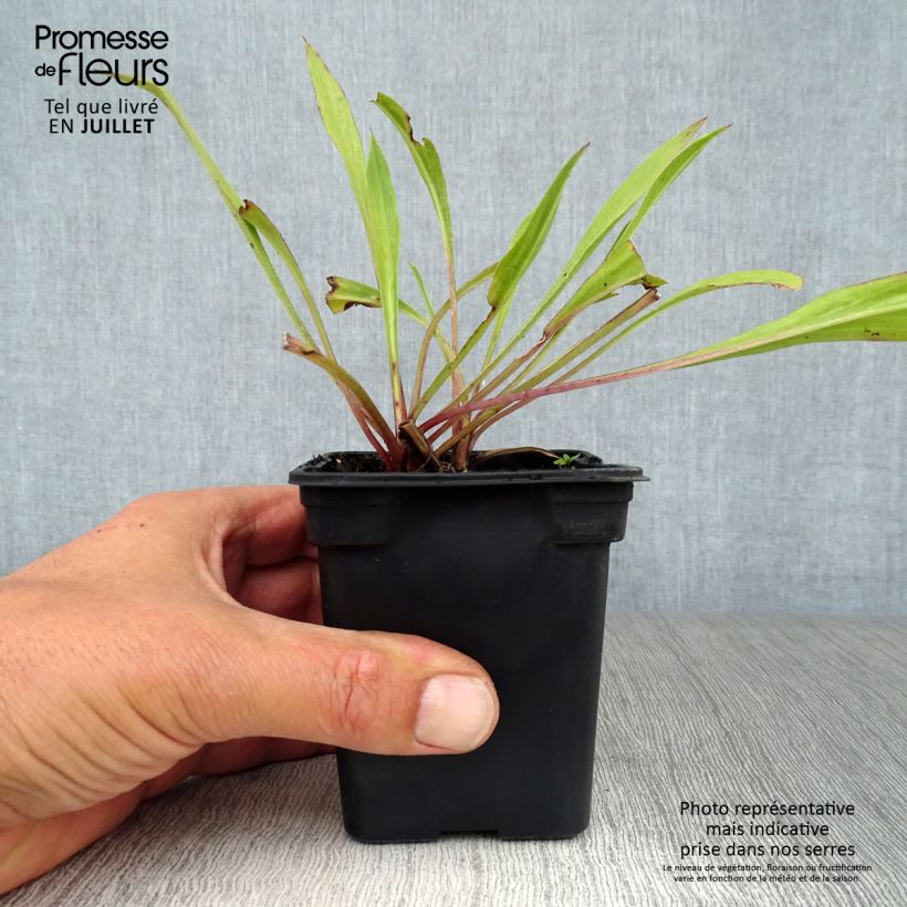 Amostra de Scabiosa caucasica Perfecta Vaso de 7/8 cm tal como entregue no verão