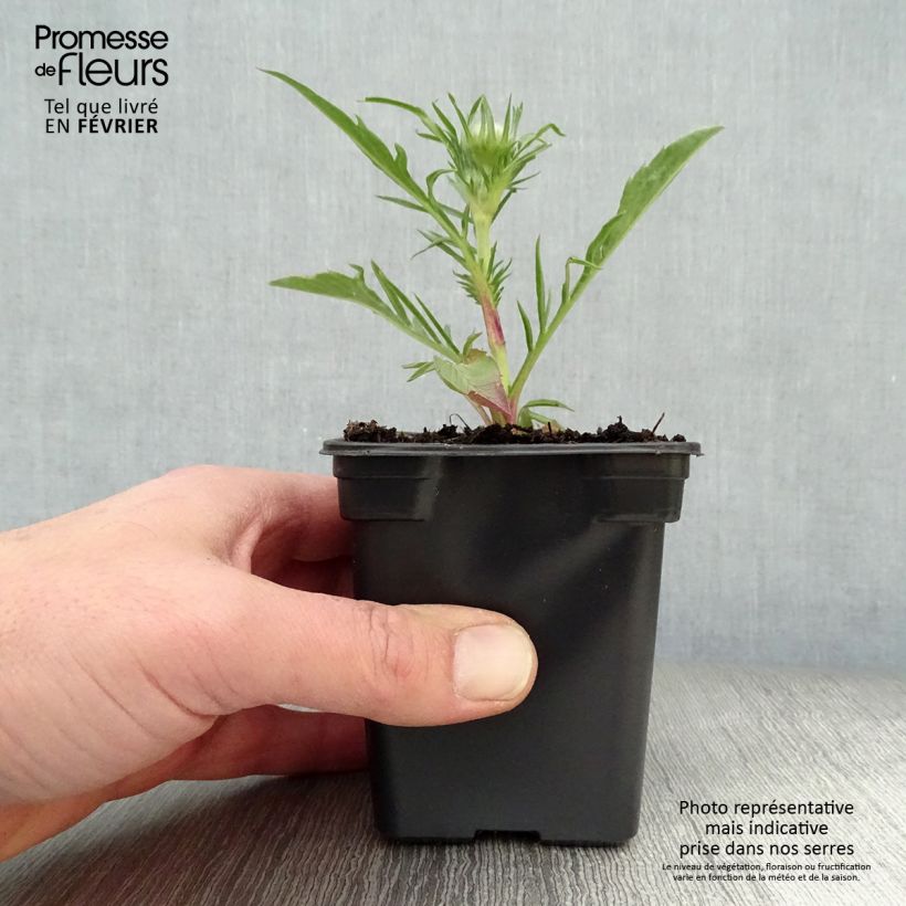 Amostra de Scabieuse du Caucase - Scabiosa caucasica Perfecta Vaso de 7/8 cm tal como entregue no inverno