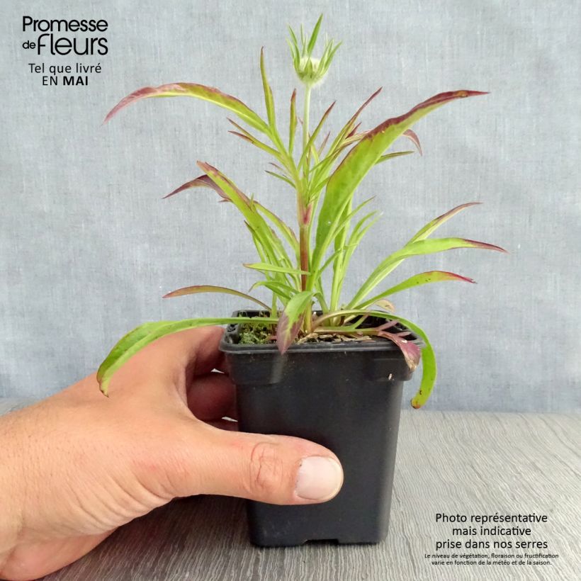 Amostra de Scabiosa caucasica Perfecta Vaso de 7/8 cm tal como entregue na primavera