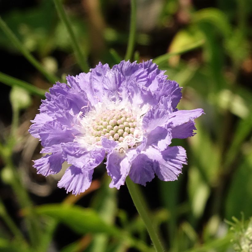 Scabiosa caucasica Perfecta (Floração)