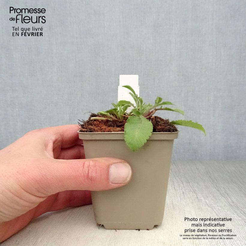 Amostra de Scabieuse jaune - Scabiosa ochroleuca Vaso de 8/9 cm tal como entregue no inverno