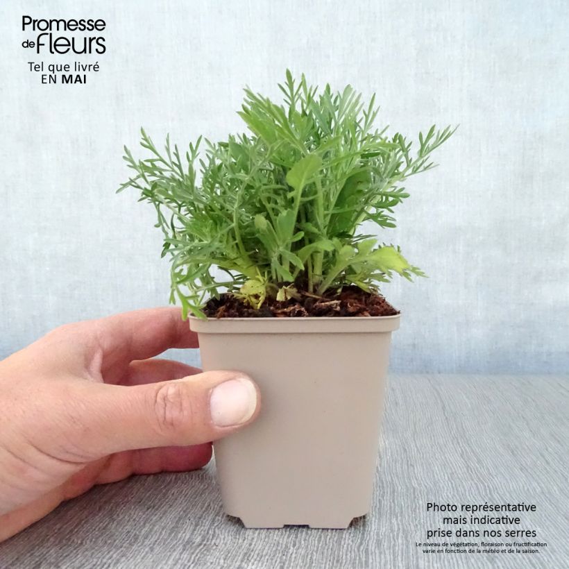 Amostra de Scabiosa ochroleuca Vaso de 8/9 cm tal como entregue na primavera