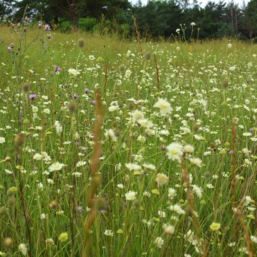 Scabiosa ochroleuca (Hábito)