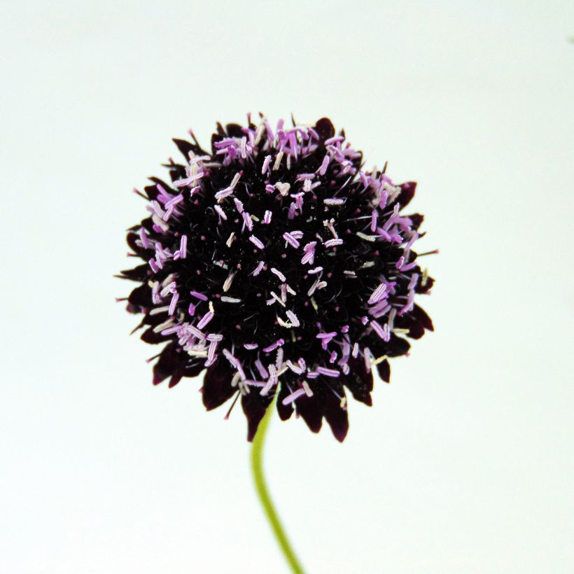 Scabiosa atropurpurea Chile Black (Floração)