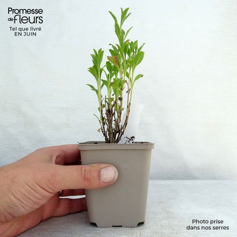 Amostra de Scabiosa atropurpurea Chile Black Vaso de 7/8 cm tal como entregue no verão