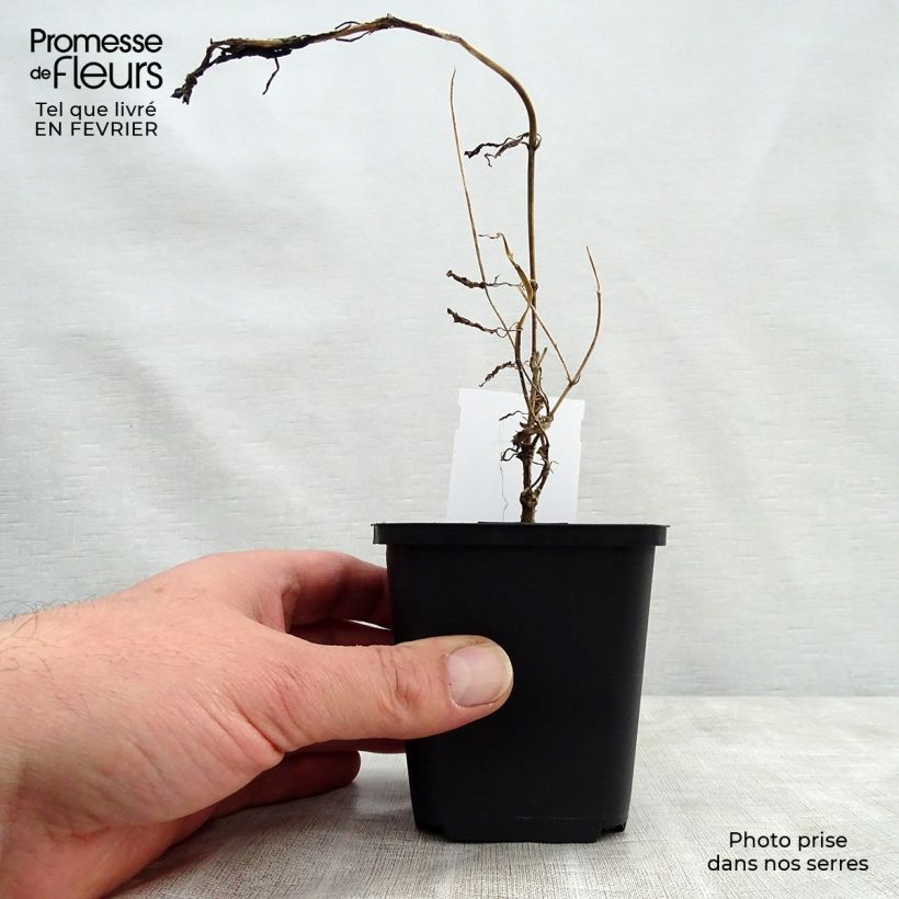 Amostra de Scabiosa atropurpurea Chile Black Vaso de 7/8 cm tal como entregue no inverno