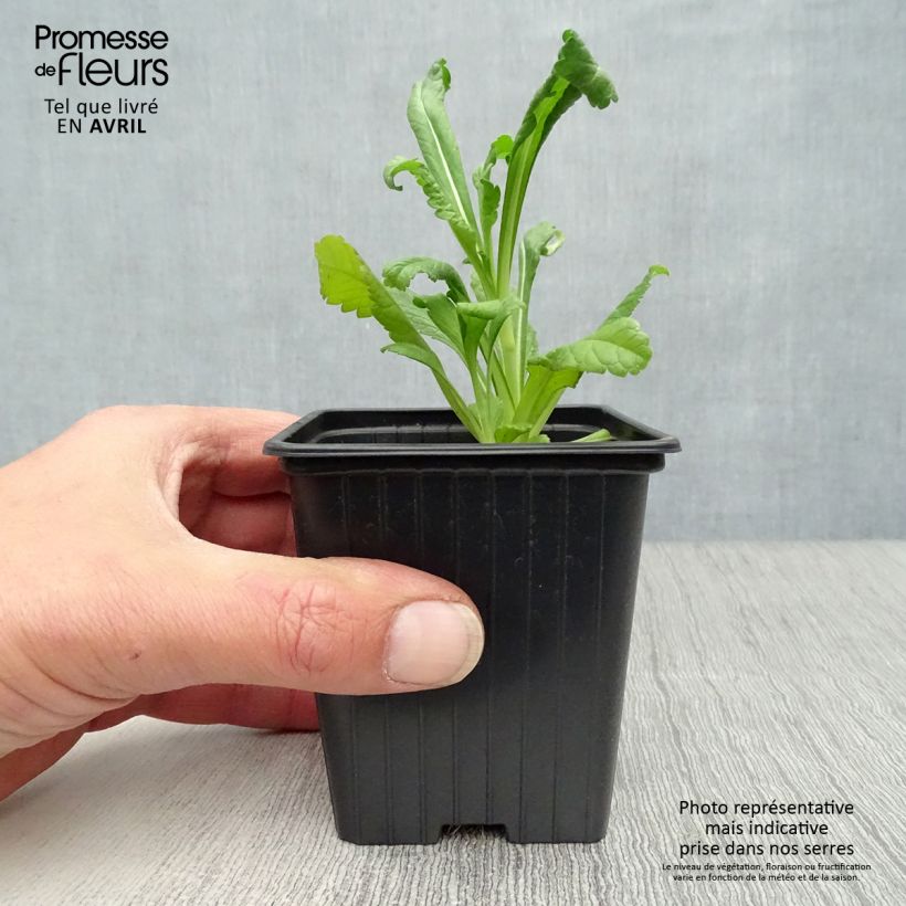 Amostra de Scabiosa atropurpurea Chile Black Vaso de 7/8 cm tal como entregue na primavera