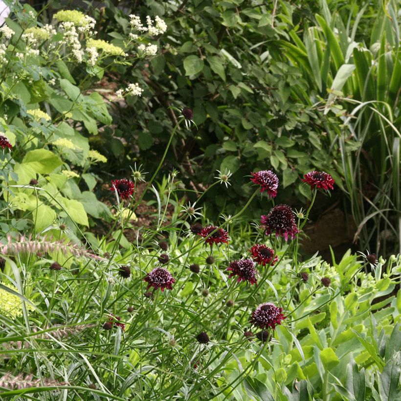 Scabiosa atropurpurea Chile Black (Hábito)