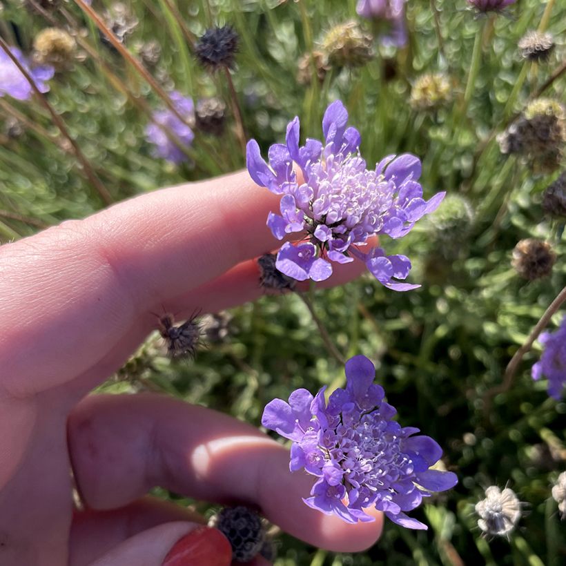 Scabiosa columbaria Nova Dew Drops (Floração)
