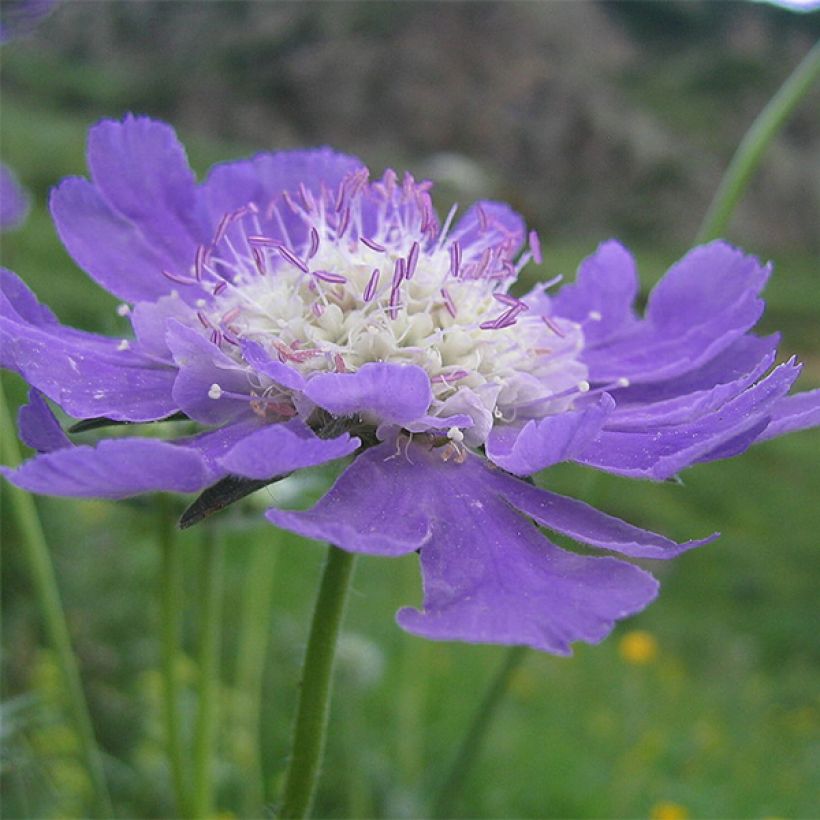 Scabiosa caucasica Kompliment (Floração)