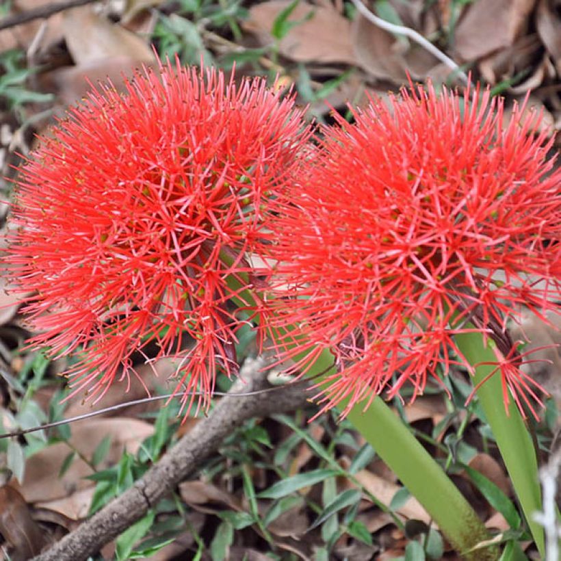 Scadoxus multiflorus subsp. multiflorus (Floração)