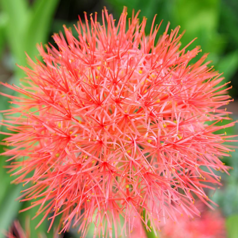 Scadoxus multiflorus (Floração)