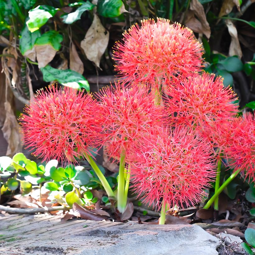 Scadoxus multiflorus (Hábito)