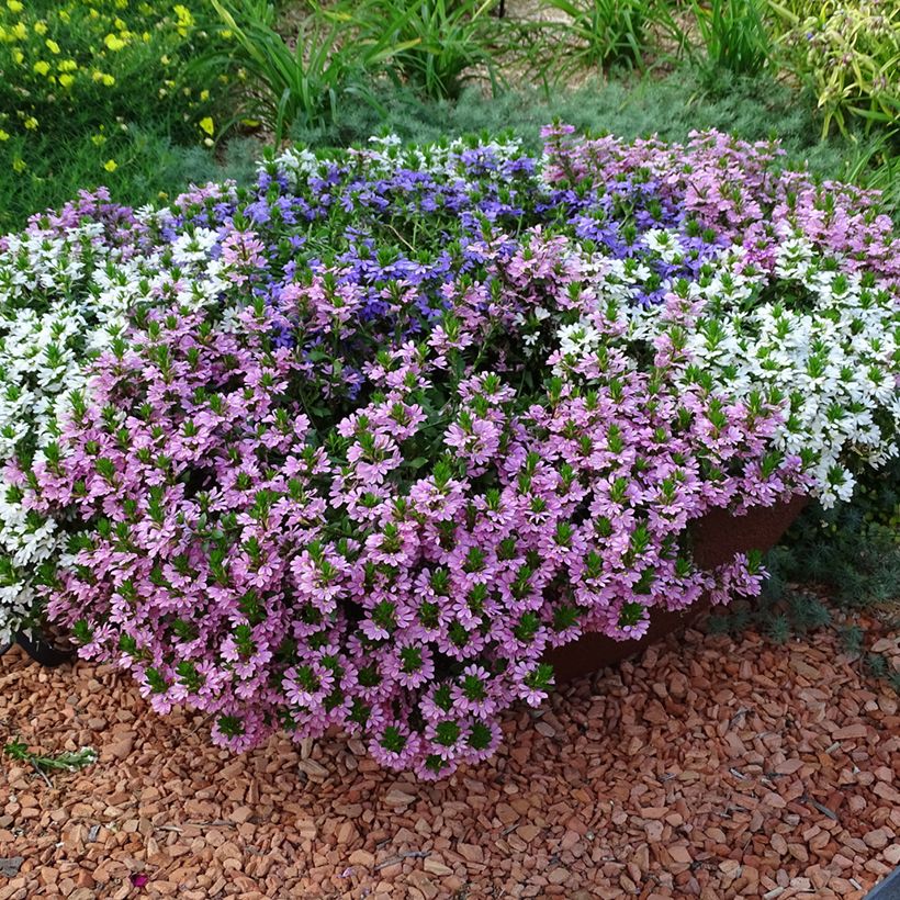 Scaevola aemula Baby Pink Touch (Hábito)