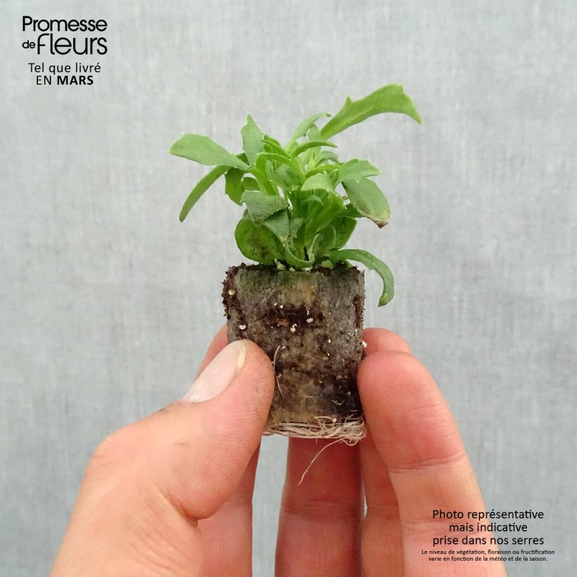 Amostra de Scaevola Surdiva Blanc - Fleur éventail de fée Mini-motte Ø 3/4 cm tal como entregue na primavera