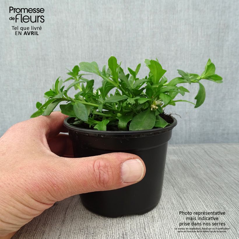 Amostra de Scaevola aemula Surdiva Branco Vaso de 8/9 cm tal como entregue na primavera