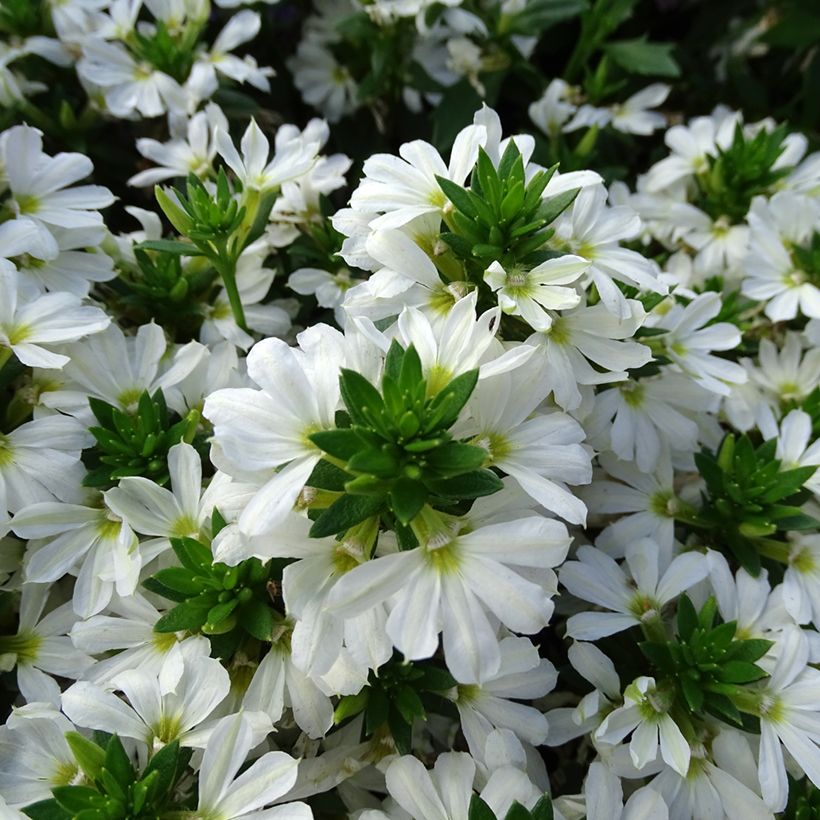 Scaevola aemula Surdiva Branco (Floração)