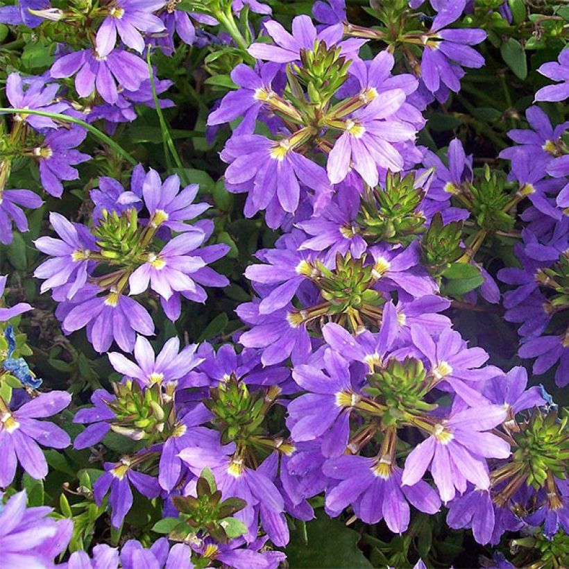 Scaevola aemula Surdiva Azul (Floração)