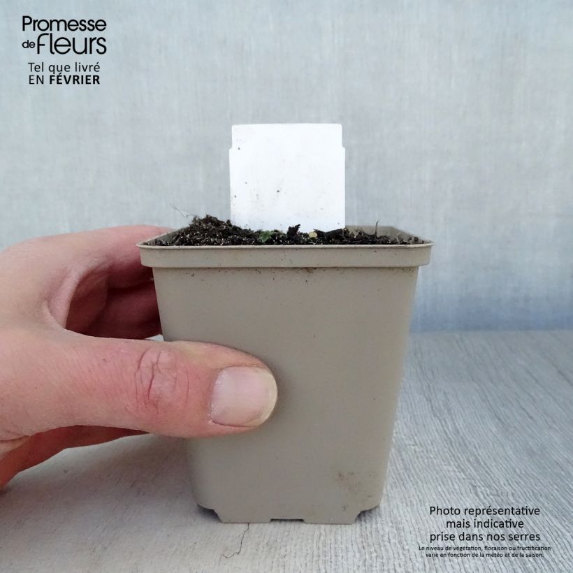 Amostra de Sceau de Salomon - Polygonatum multiflorum Vaso de 8/9 cm tal como entregue no inverno