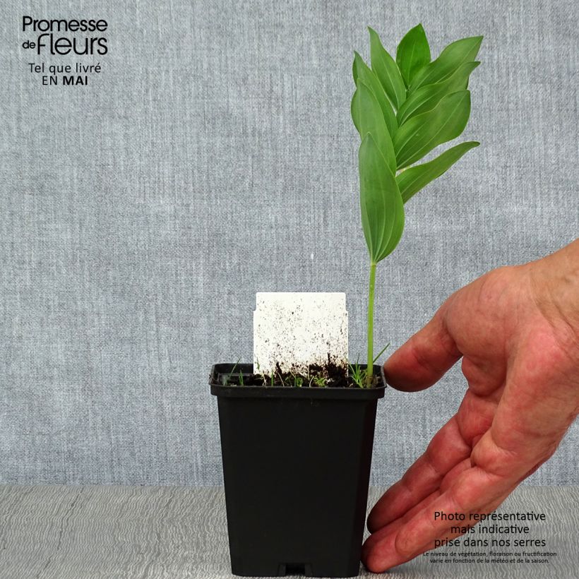 Amostra de Polygonatum multiflorum Vaso de 8/9 cm tal como entregue na primavera