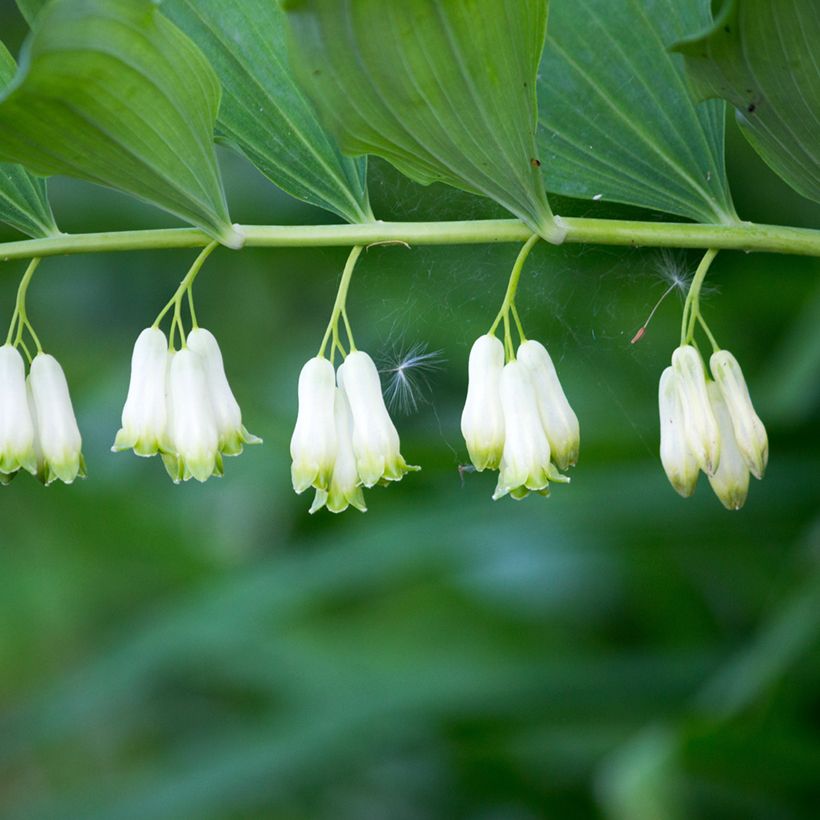 Polygonatum multiflorum (Floração)