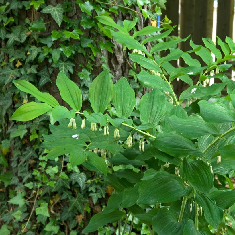 Polygonatum multiflorum (Hábito)