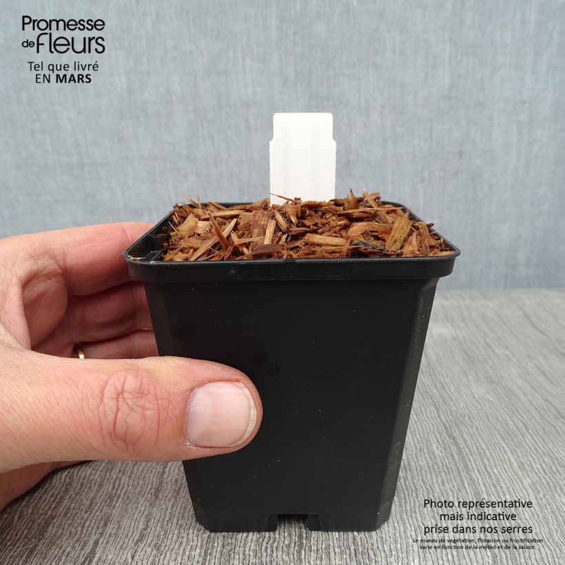 Amostra de Polygonatum odoratum Vaso de 8/9 cm tal como entregue no inverno