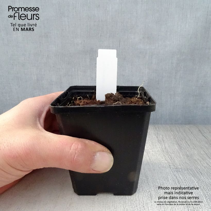 Amostra de Polygonatum odoratum Vaso de 8/9 cm tal como entregue na primavera