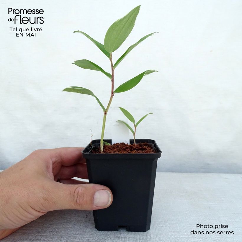 Amostra de Polygonatum falcatum Variegatum Vaso de 8/9 cm tal como entregue na primavera