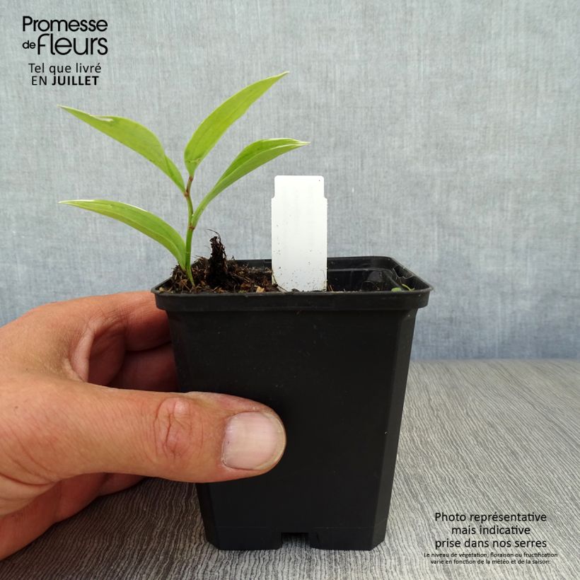 Amostra de Polygonatum falcatum Variegatum Vaso de 8/9 cm tal como entregue no verão