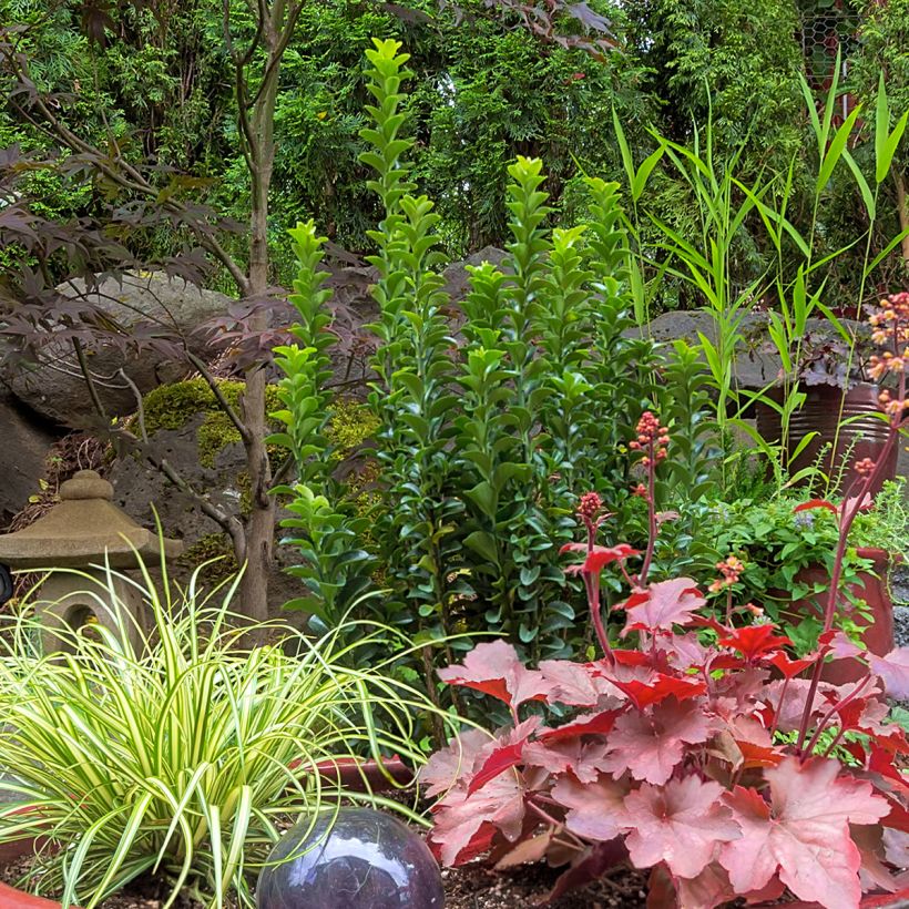 Evónimo do Japão Green Spire (Hábito)