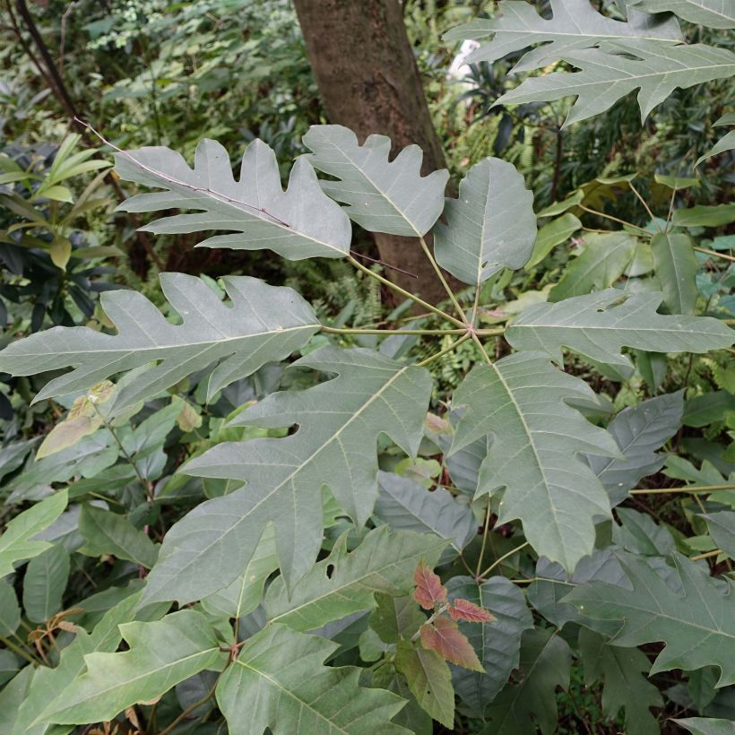 Schefflera delavayi (Folhagem)