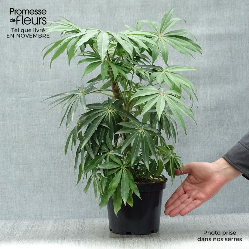 Amostra de Schefflera taiwaniana Vaso de 2 L/3 L tal como entregue no outono
