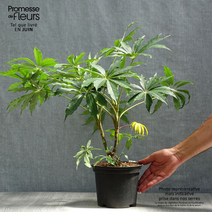 Amostra de Schefflera taiwaniana Vaso de 2 L/3 L tal como entregue no verão