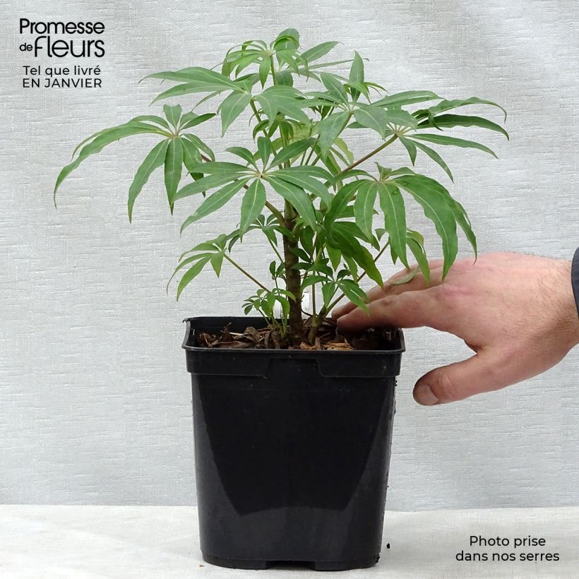 Amostra de Schefflera taiwaniana Vaso de 2 L/3 L tal como entregue no inverno