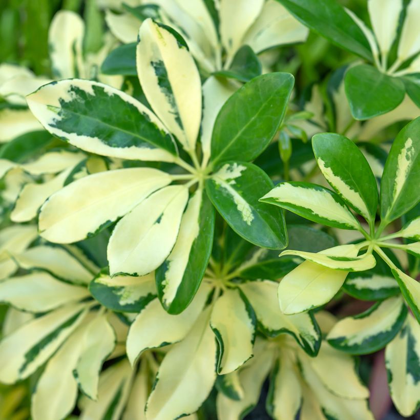 Cheflera Madame De Smet - Schefflera arboricola (Folhagem)