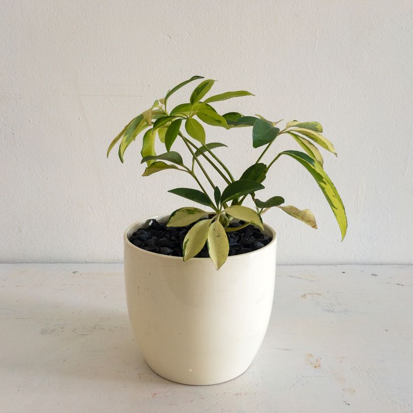 Cheflera Madame De Smet - Schefflera arboricola (Hábito)