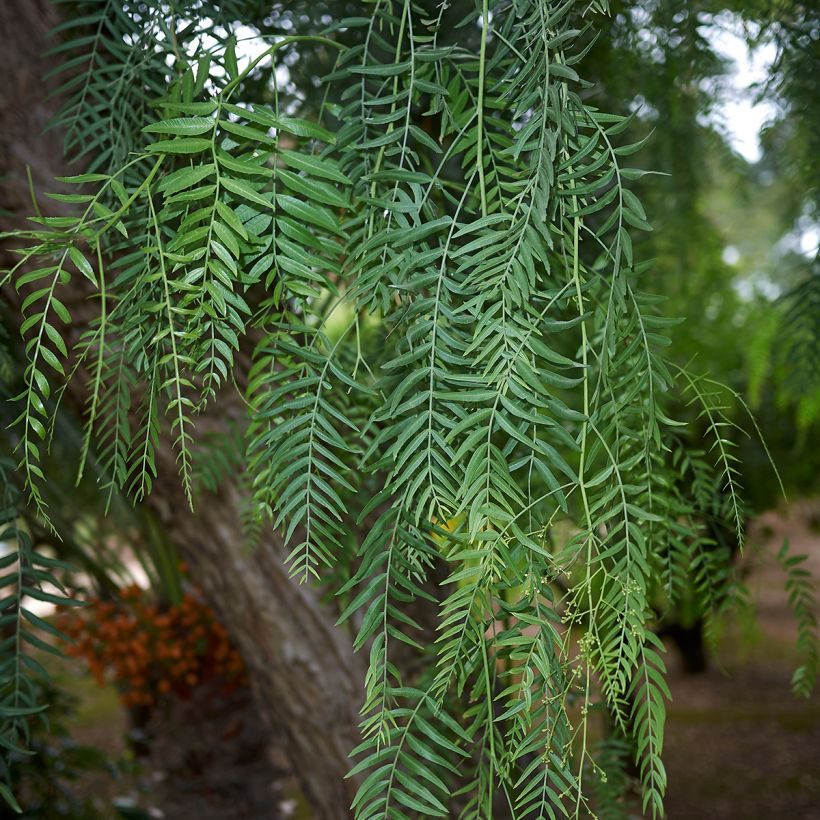 Schinus molle (Folhagem)