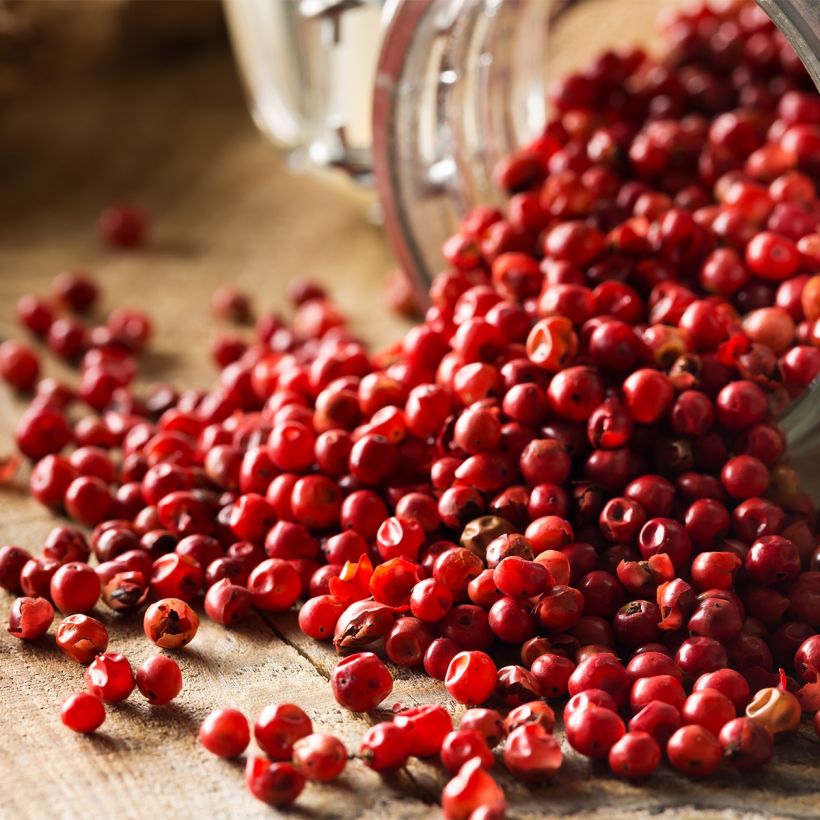 Schinus terebinthifolius (Colheita)