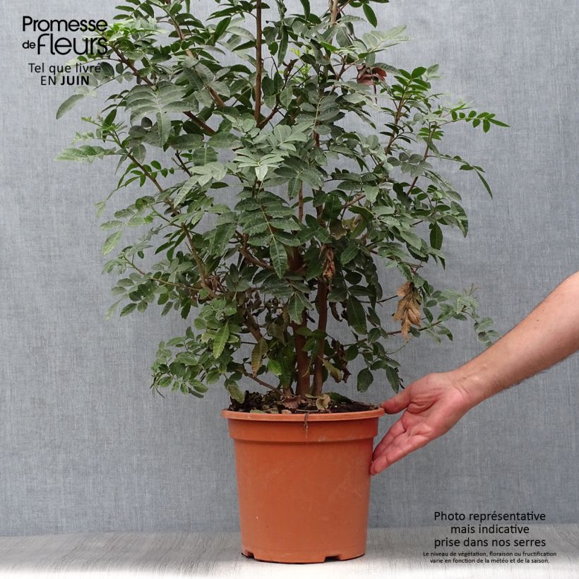 Amostra de Schinus terebinthifolius Vaso de 7,5 L/10 L tal como entregue no verão