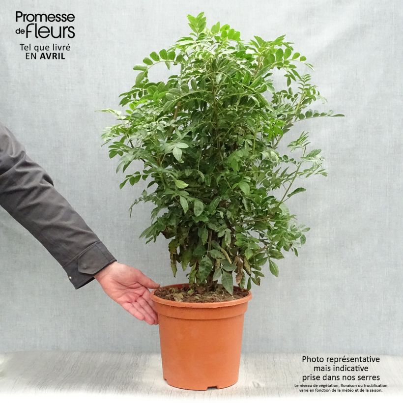 Amostra de Schinus terebinthifolius - Poivre rose Vaso de 7,5 L/10 L tal como entregue na primavera