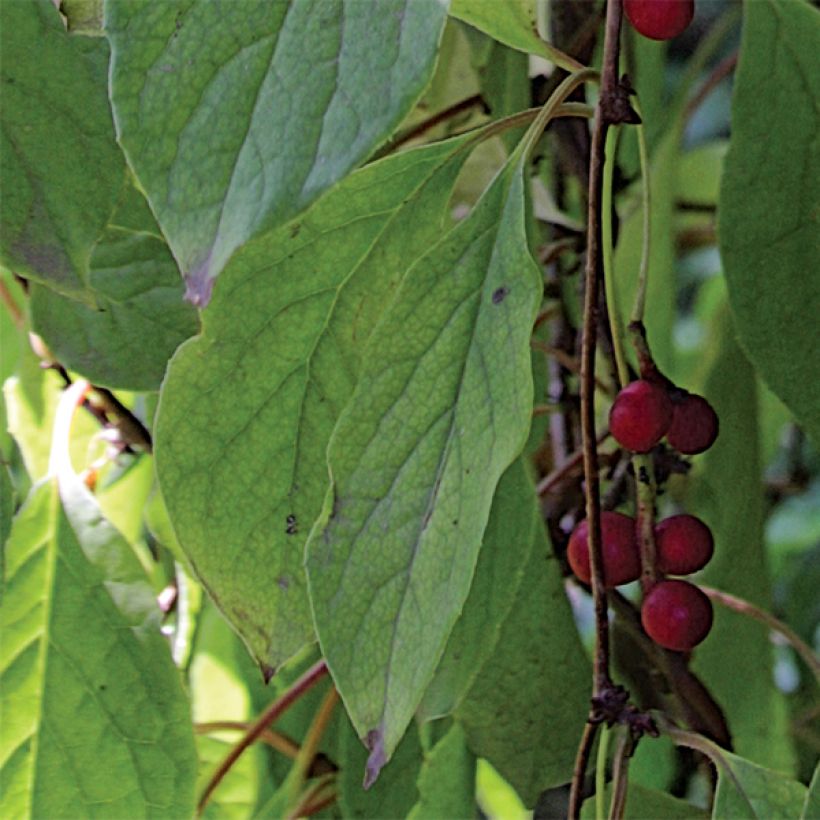 Schisandra chinensis - Baga de 5 sabores (Folhagem)