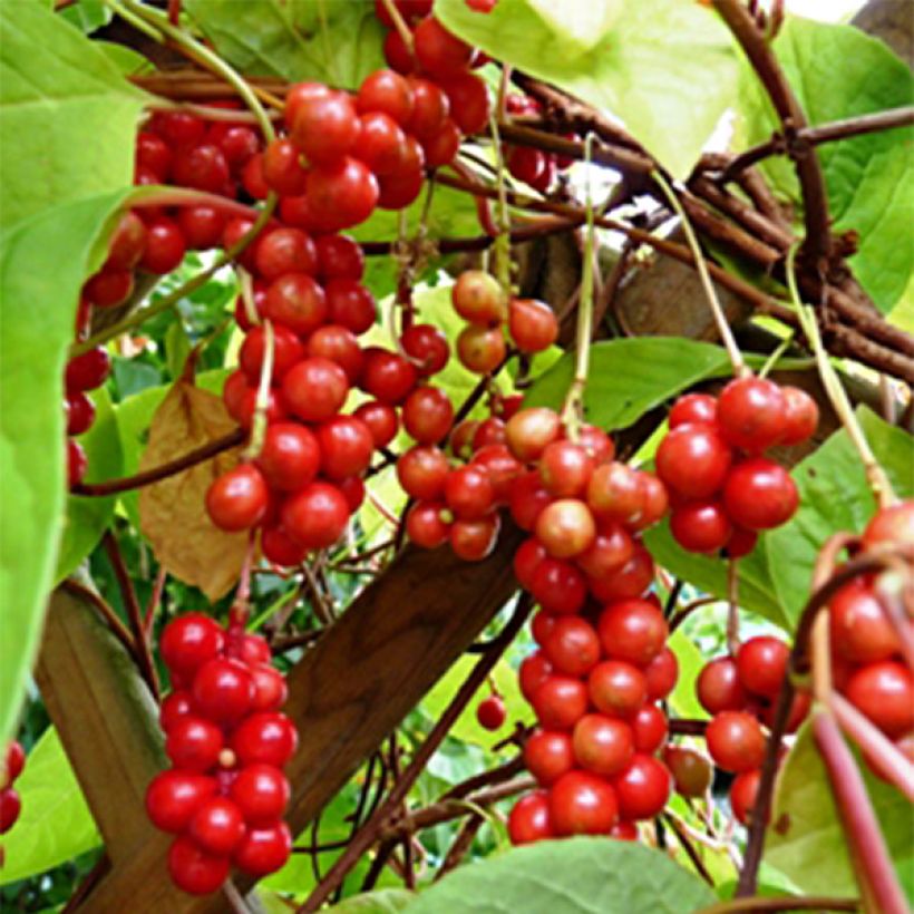 Schisandra chinensis - Baga de 5 sabores (Colheita)