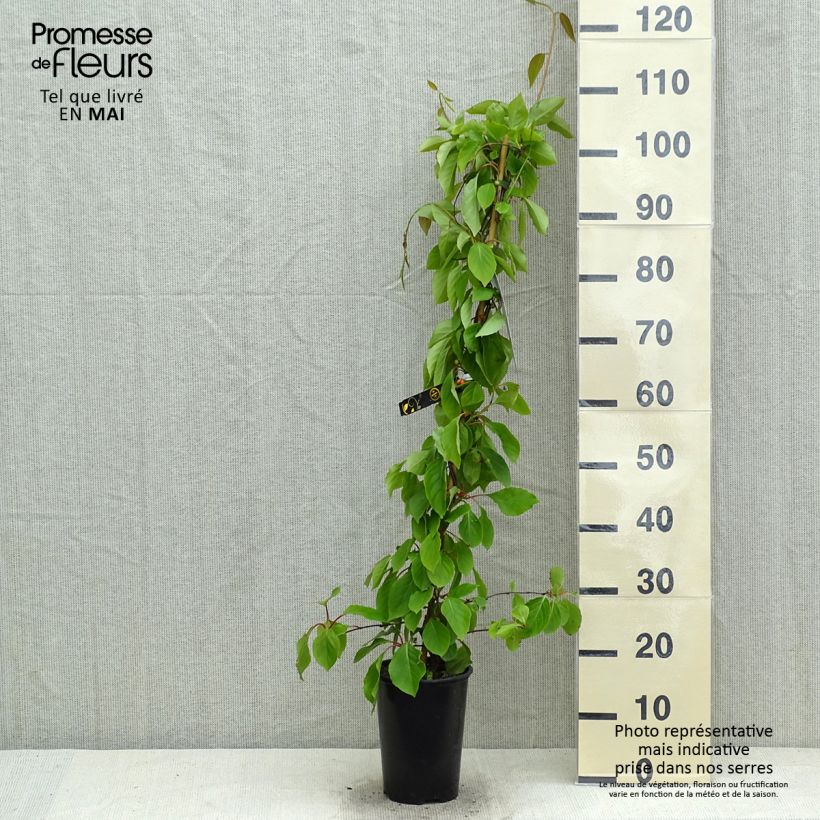 Amostra de Schisandra chinensis - Baga de 5 sabores Vaso de 2 L/3 L tal como entregue na primavera