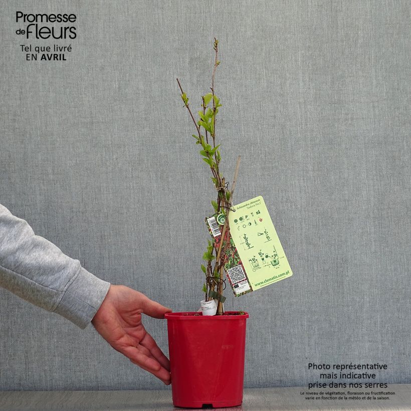 Amostra de Schisandra chinensis Sadova N°1 - Baga de 5 sabores auto-fértil Vaso de 2 L/3 L tal como entregue na primavera