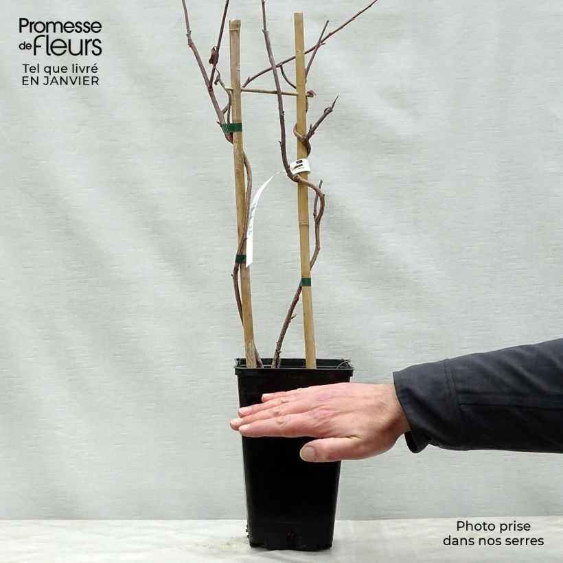 Amostra de Schisandra grandiflora Vaso de 1,5 L/2 L tal como entregue no inverno