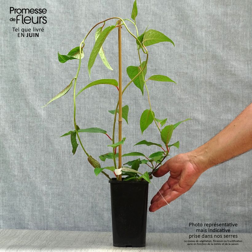 Amostra de Schisandra grandiflora Vaso de 1,5 L/2 L tal como entregue no verão