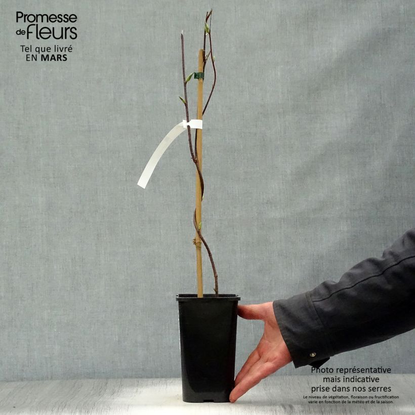 Amostra de Schisandra grandiflora Vaso de 1,5 L/2 L tal como entregue na primavera