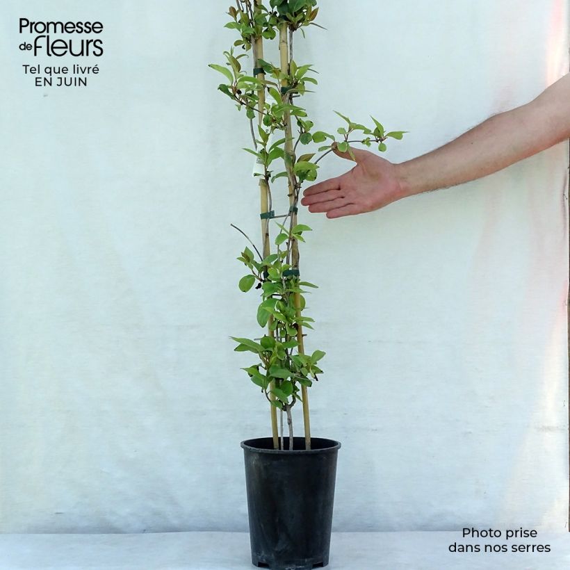 Amostra de Schisandra rubriflora Vaso de 4 L/5 L tal como entregue no verão