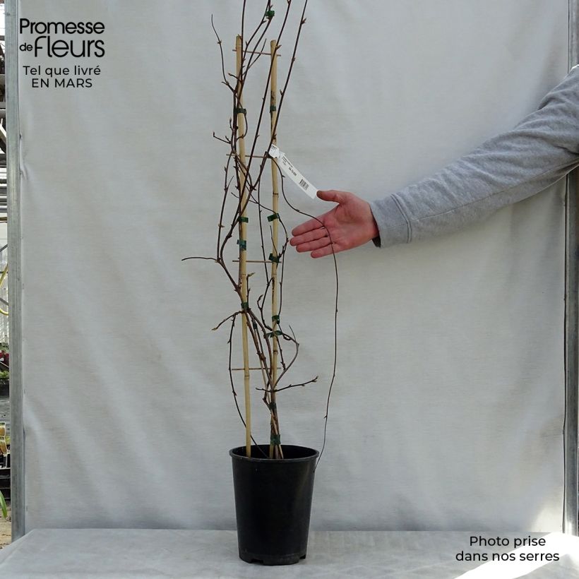 Amostra de Schisandra rubriflora Vaso de 4 L/5 L tal como entregue na primavera